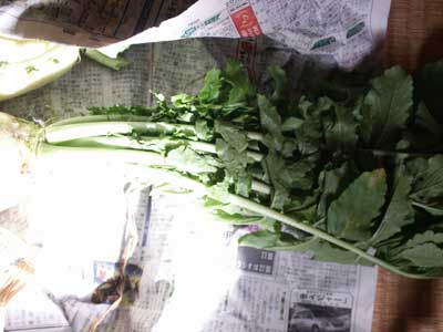 1101daikon_ba02.jpg