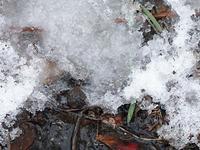 シャーベット状