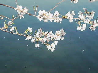 sakura07Apr14.jpg