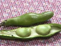 soramame0526.jpg