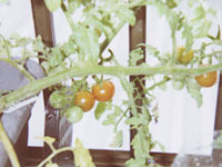 tomato.jpg
