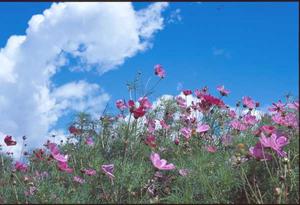 たんぼのコスモス